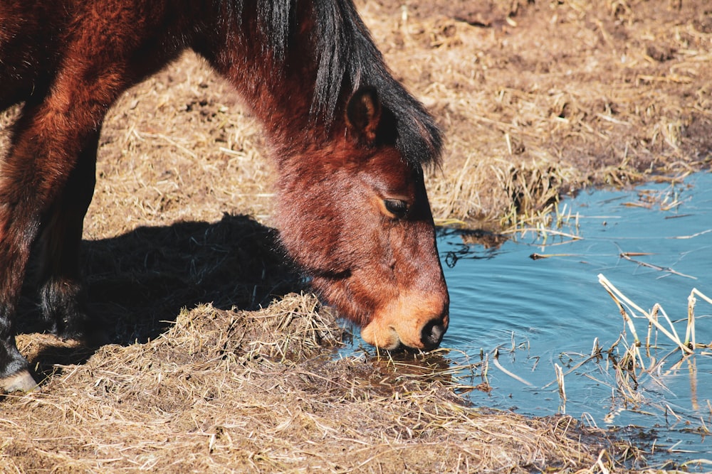 Acqua potabile del cavallo marrone sul lago durante il giorno