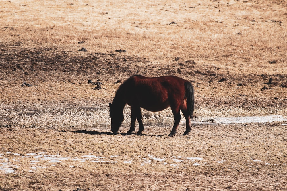 brown horse on brown field during daytime