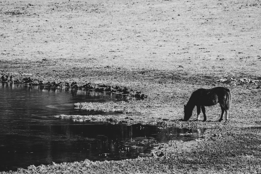 Foto in scala di grigi di una persona in acqua