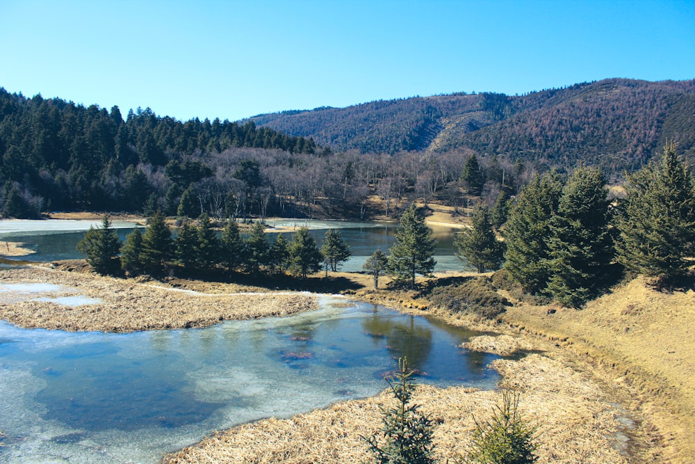 alberi verdi vicino al lago sotto il cielo blu durante il giorno