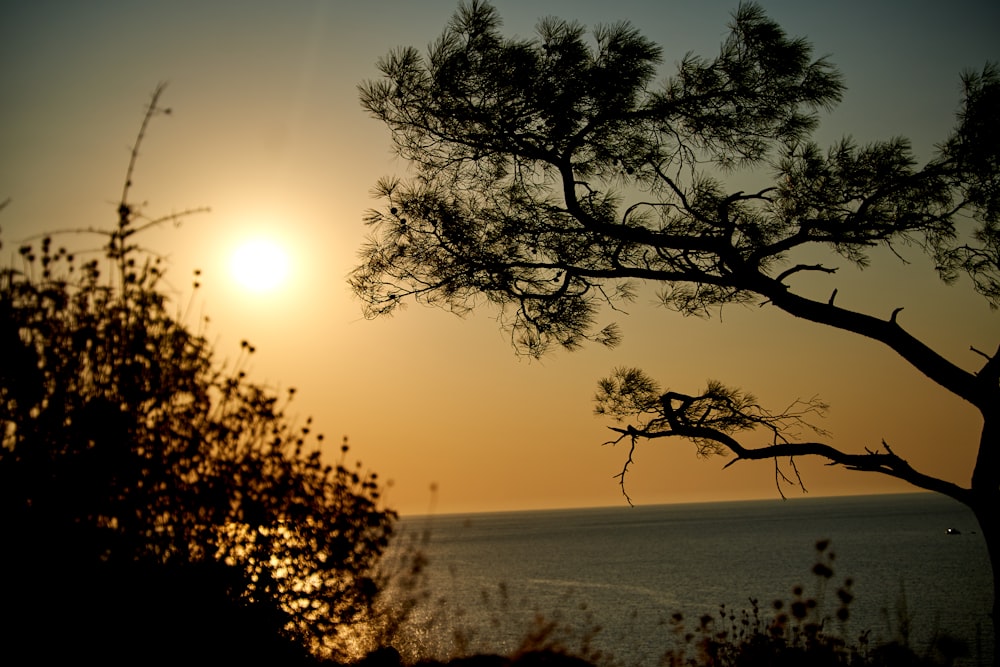 silhouette dell'albero durante il tramonto