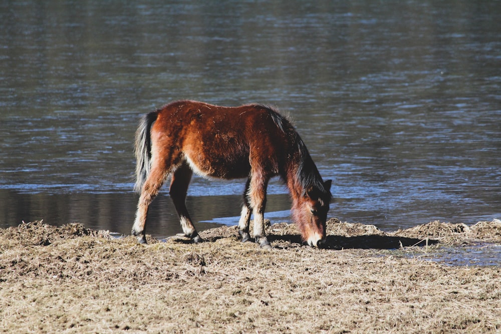 brown and white horse on water during daytime