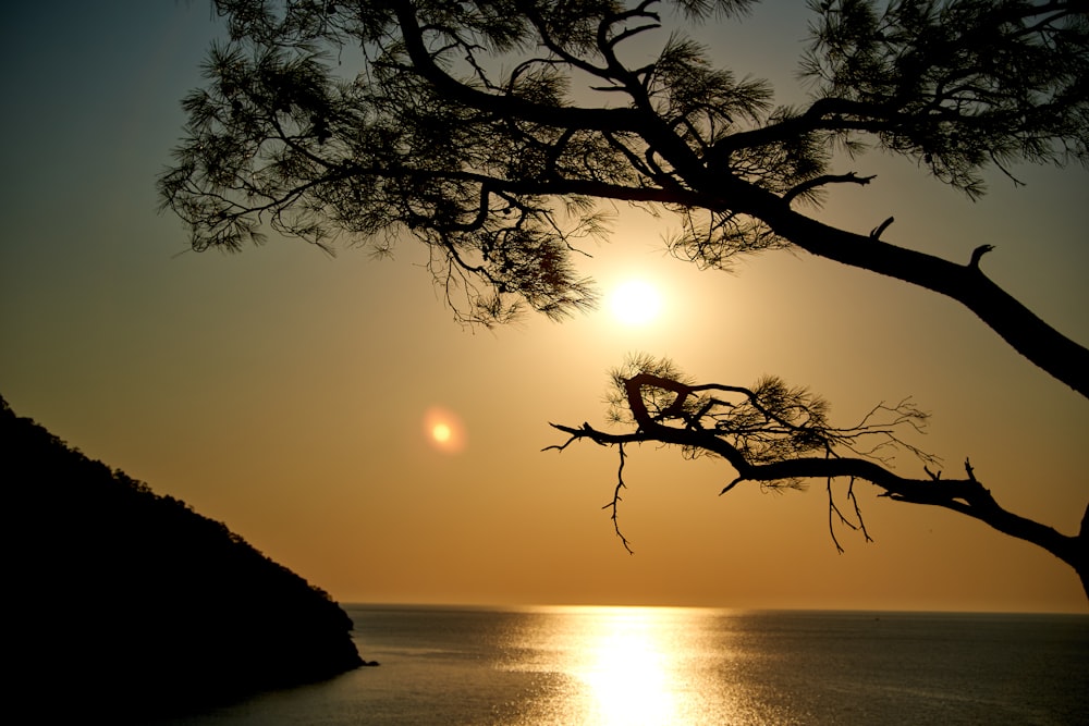 silhouette of tree near body of water during sunset