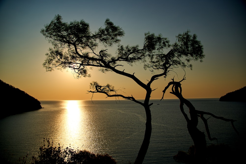 silhouette of tree near body of water during sunset