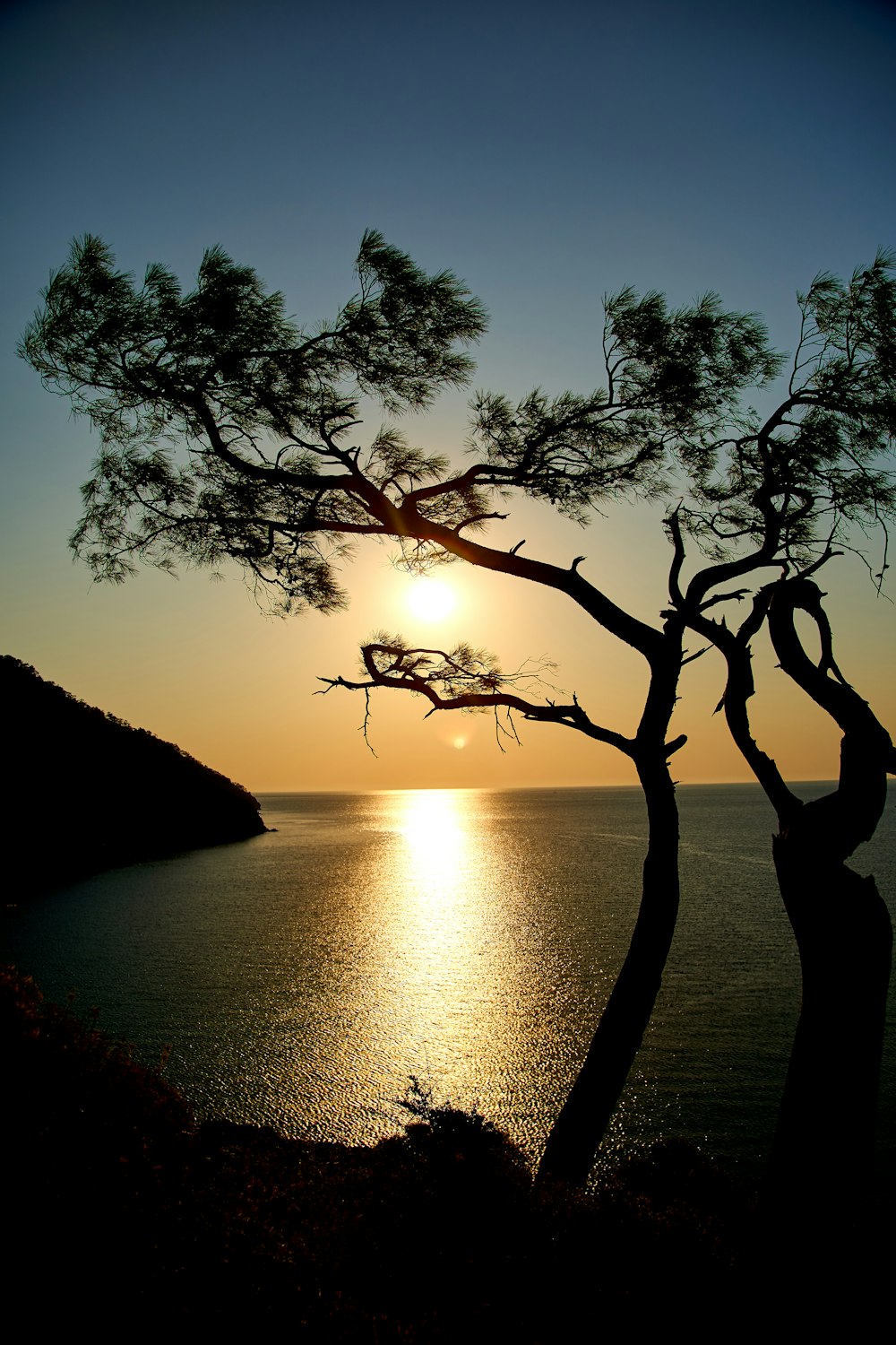 silhouette of tree near body of water during sunset