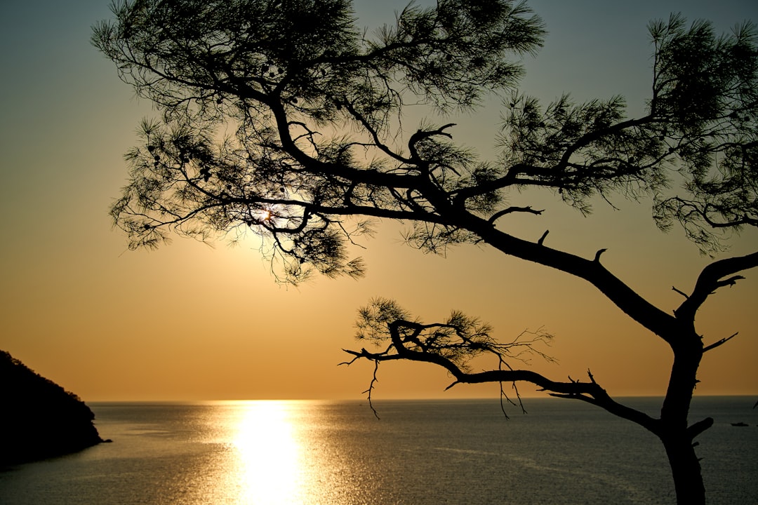 silhouette of tree near body of water during sunset