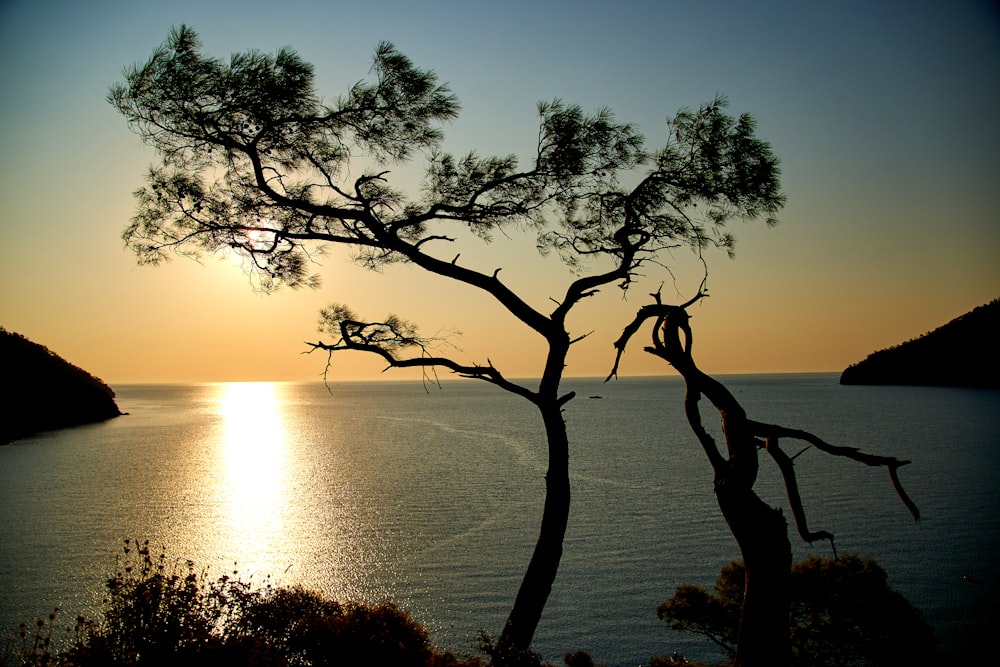 silhouette d’un arbre près d’un plan d’eau au coucher du soleil