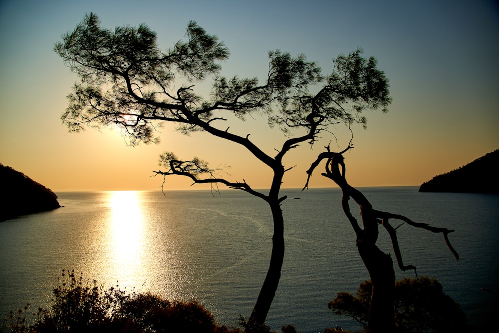 silhouette of tree near body of water during sunset