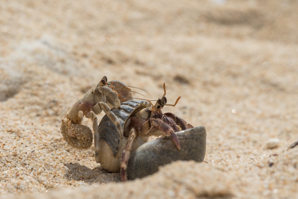 brown and black insect on brown sand during daytime