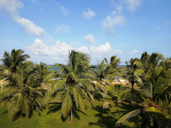 A lush coconut plantation landscape under bright sunlight with workers tending the palms.
