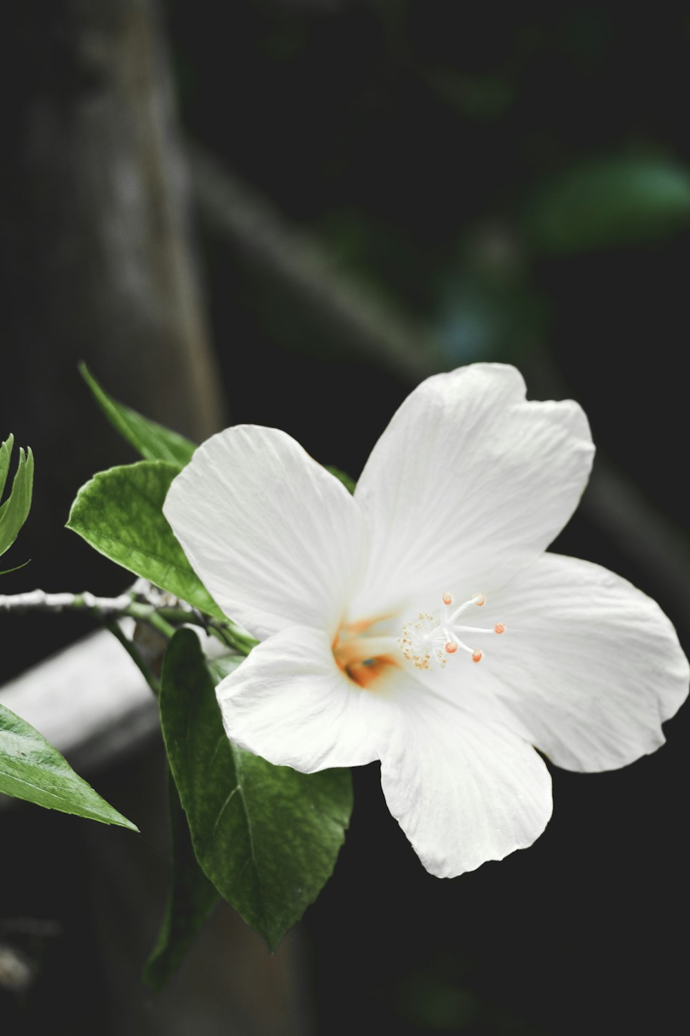 fiore bianco con foglie verdi