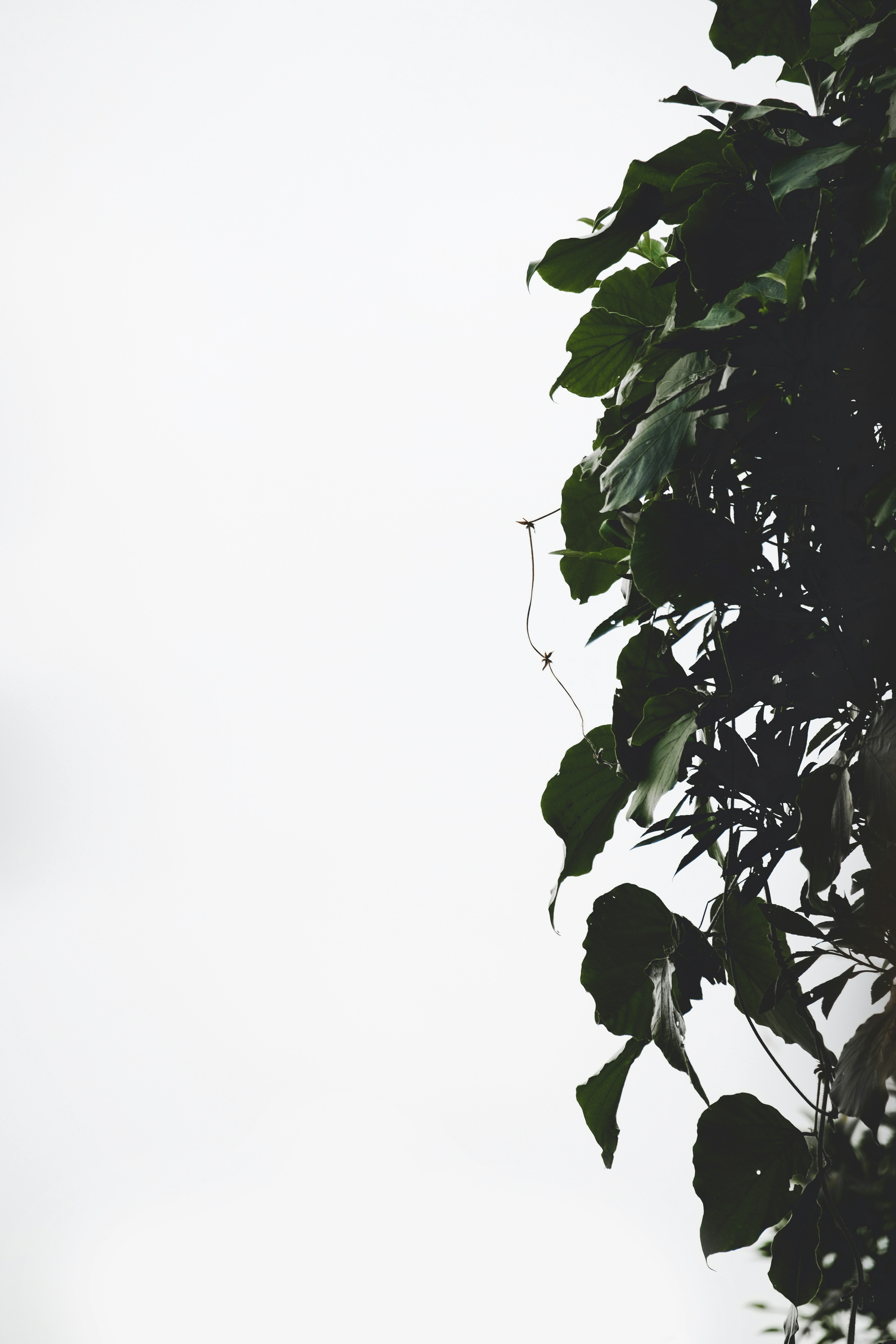 green leaves with white background