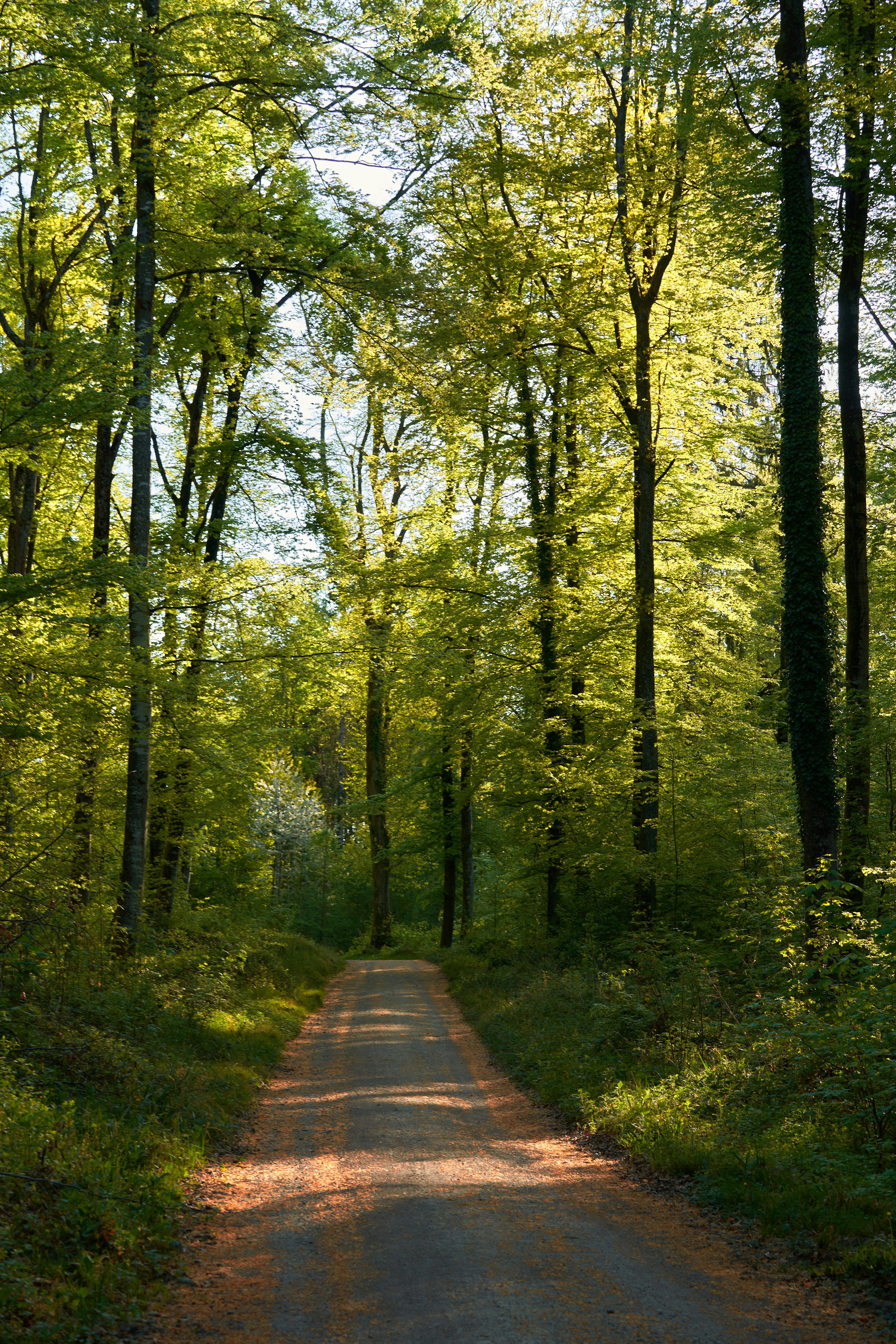 Photo by wolfgang_hasselmann