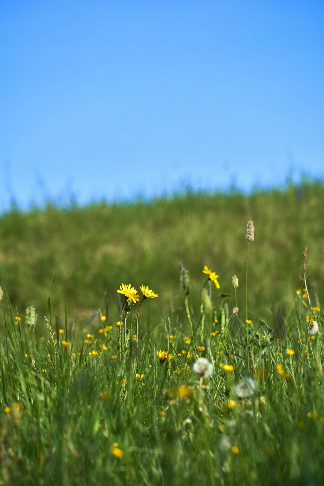 yellow flower field during daytime