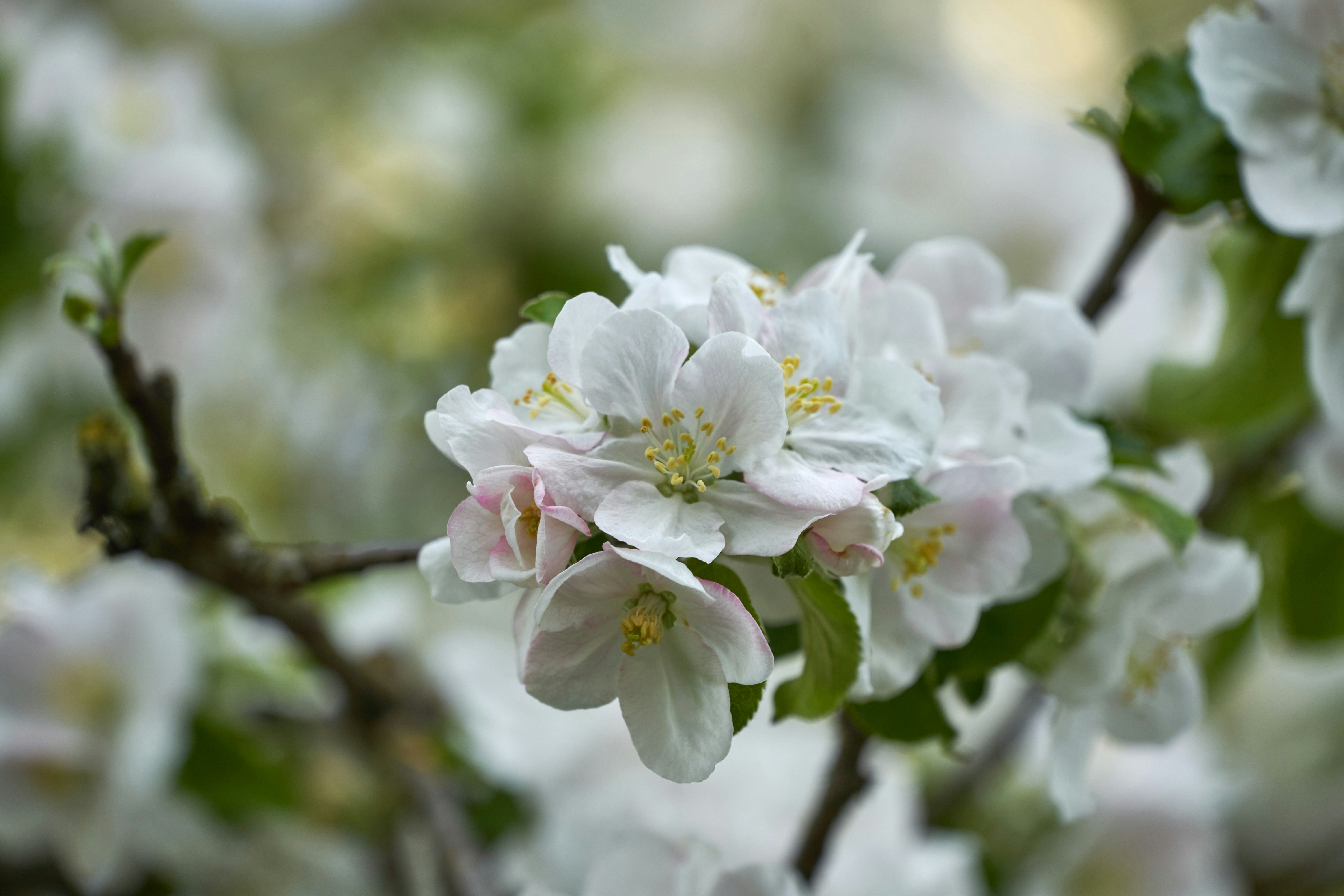 Photo by wolfgang_hasselmann