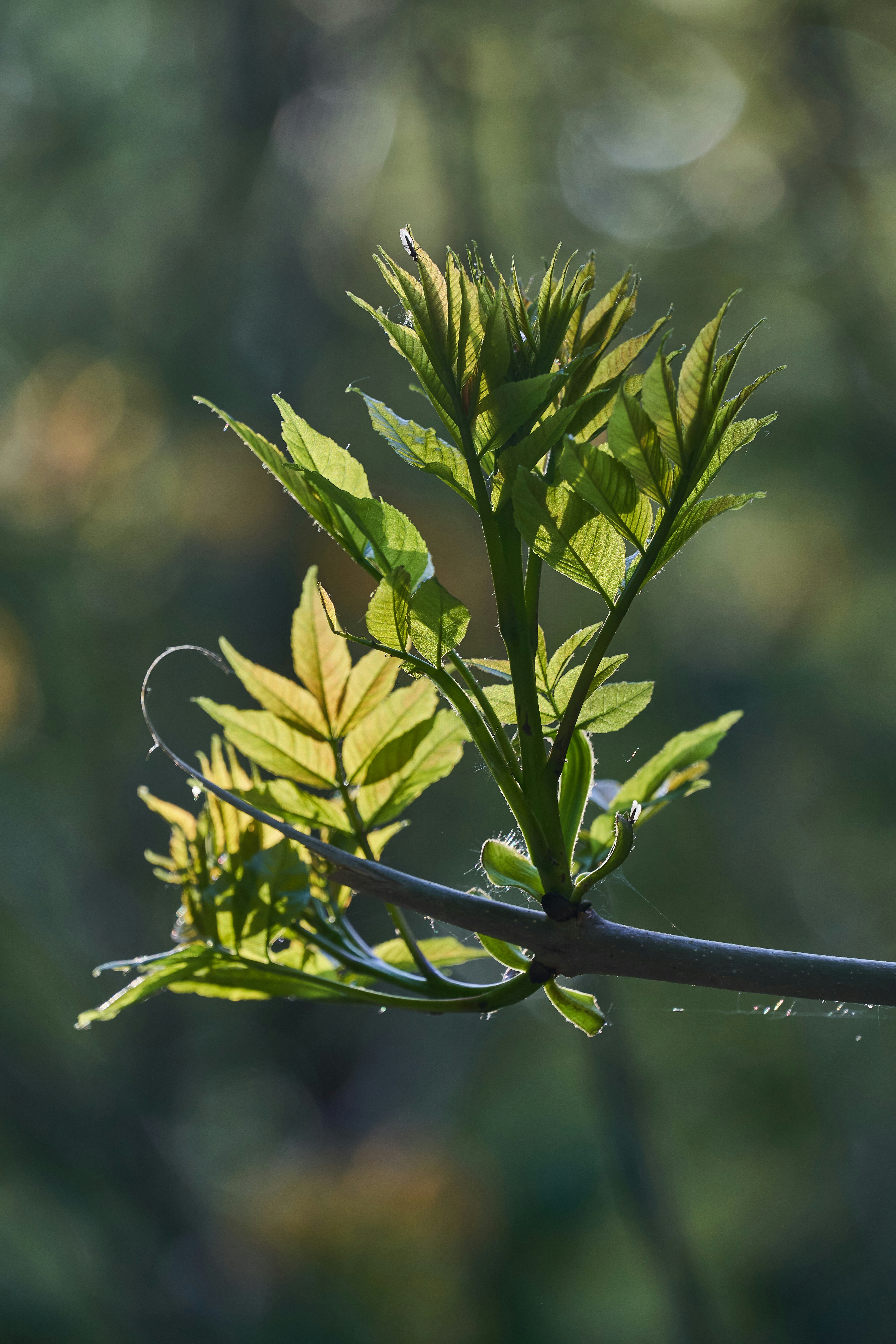 Photo by wolfgang_hasselmann