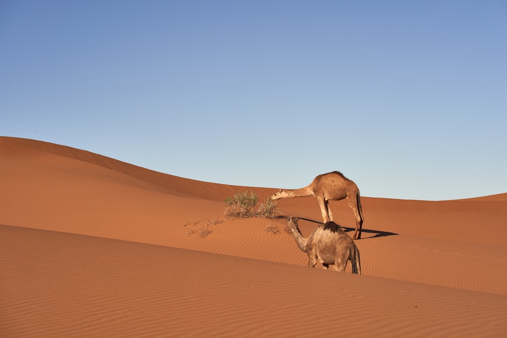 Cammello marrone sul deserto durante il giorno