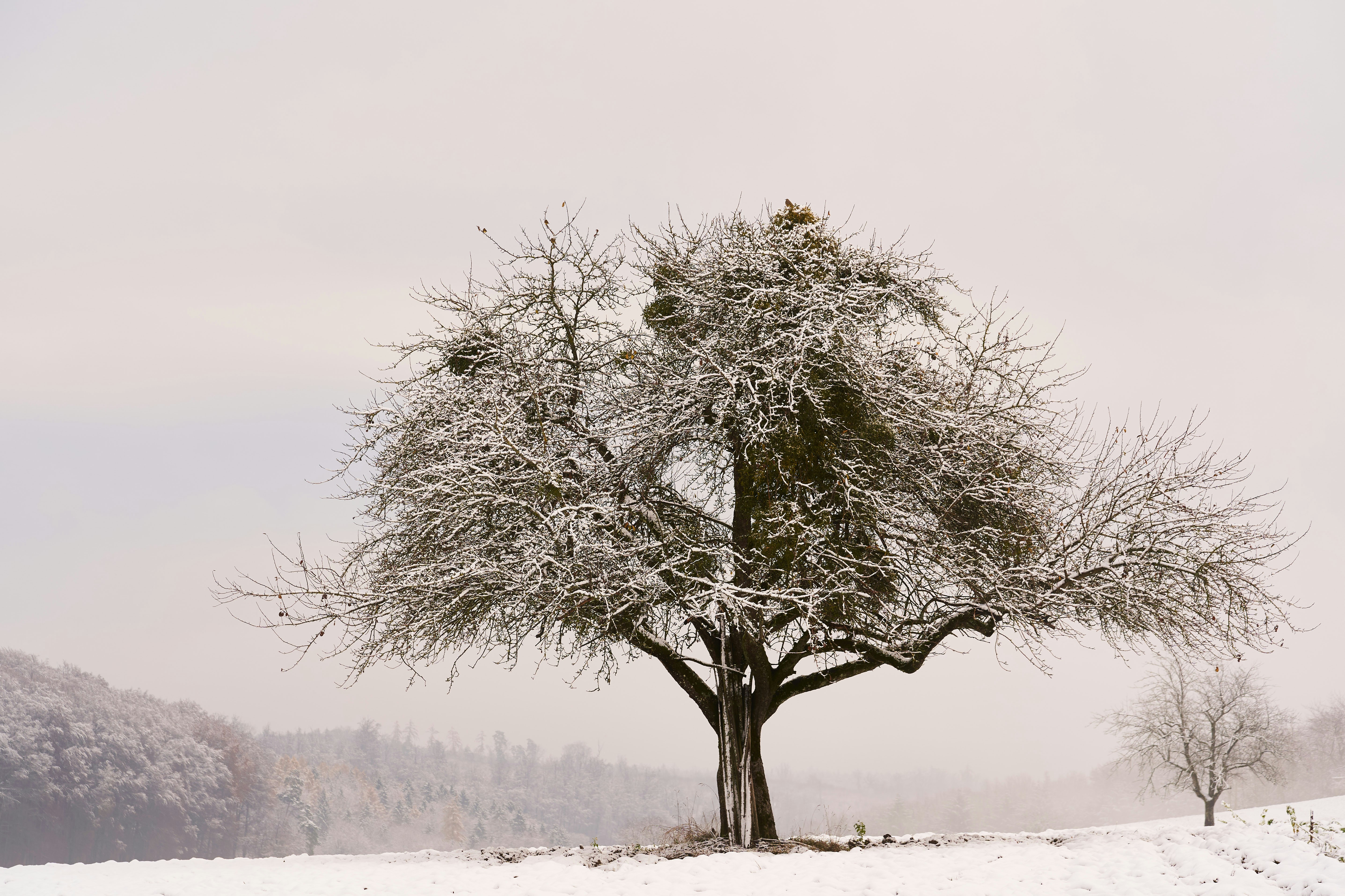 Photo by wolfgang_hasselmann