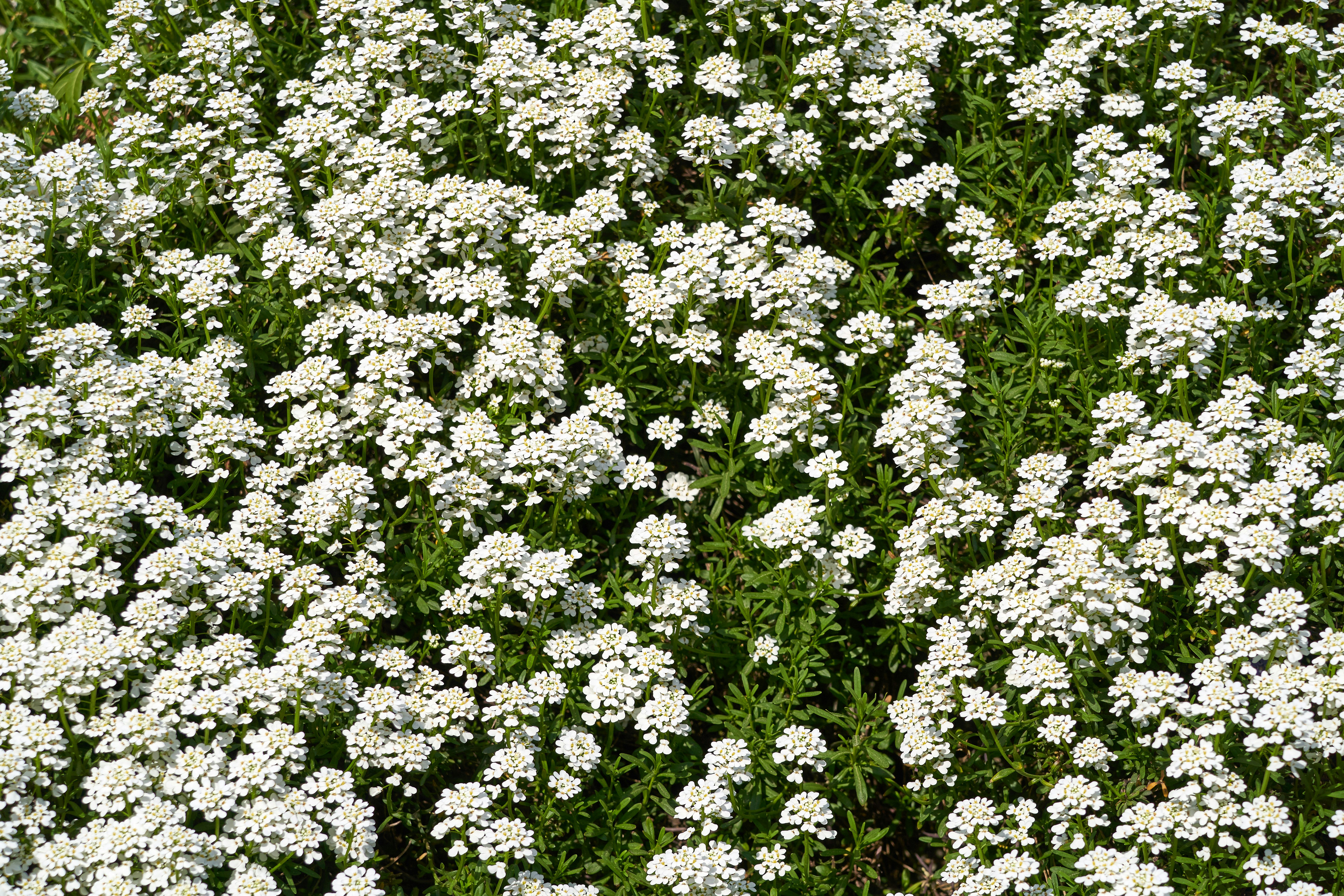 White flowers