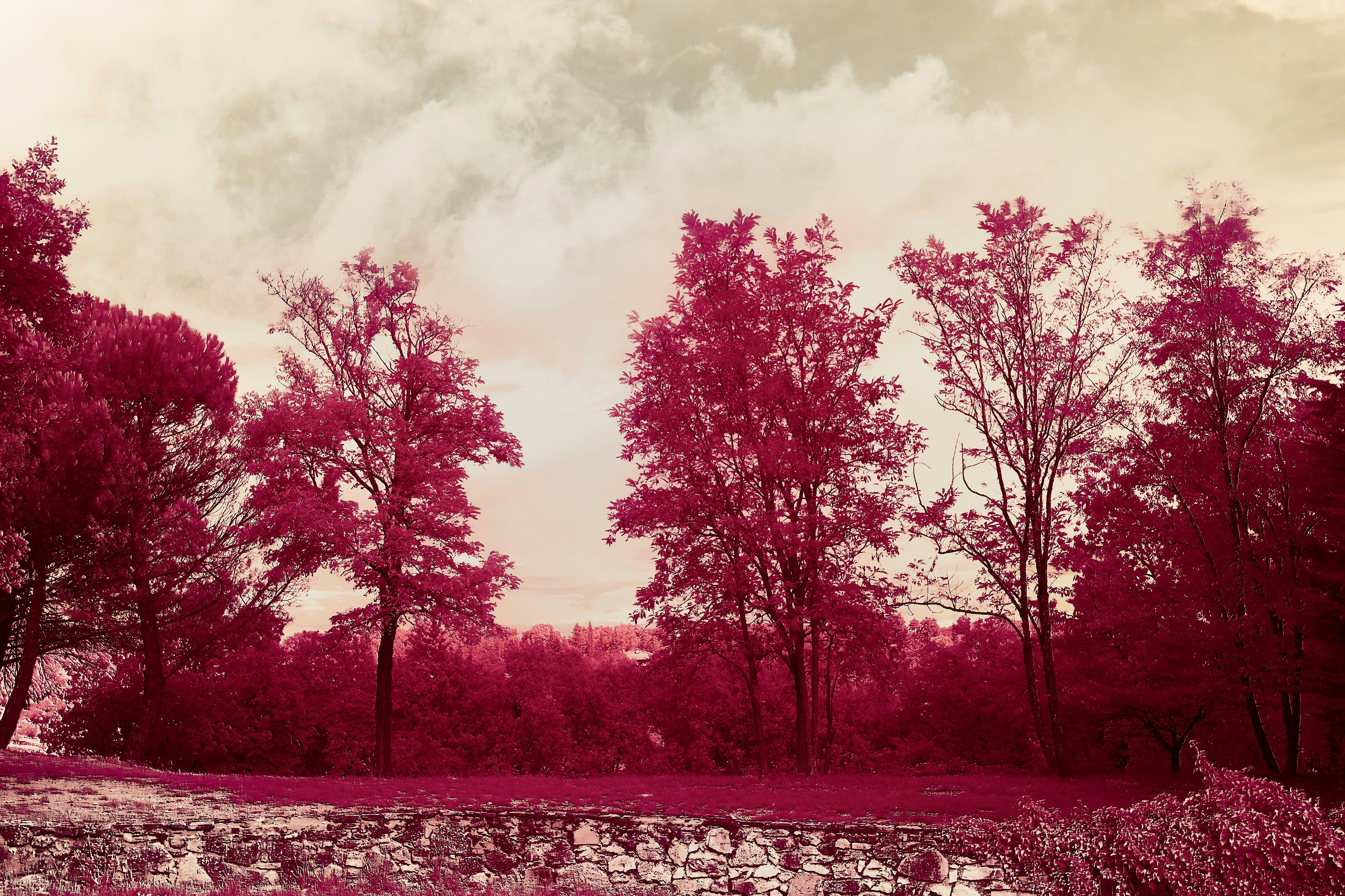 Photo by wolfgang_hasselmann