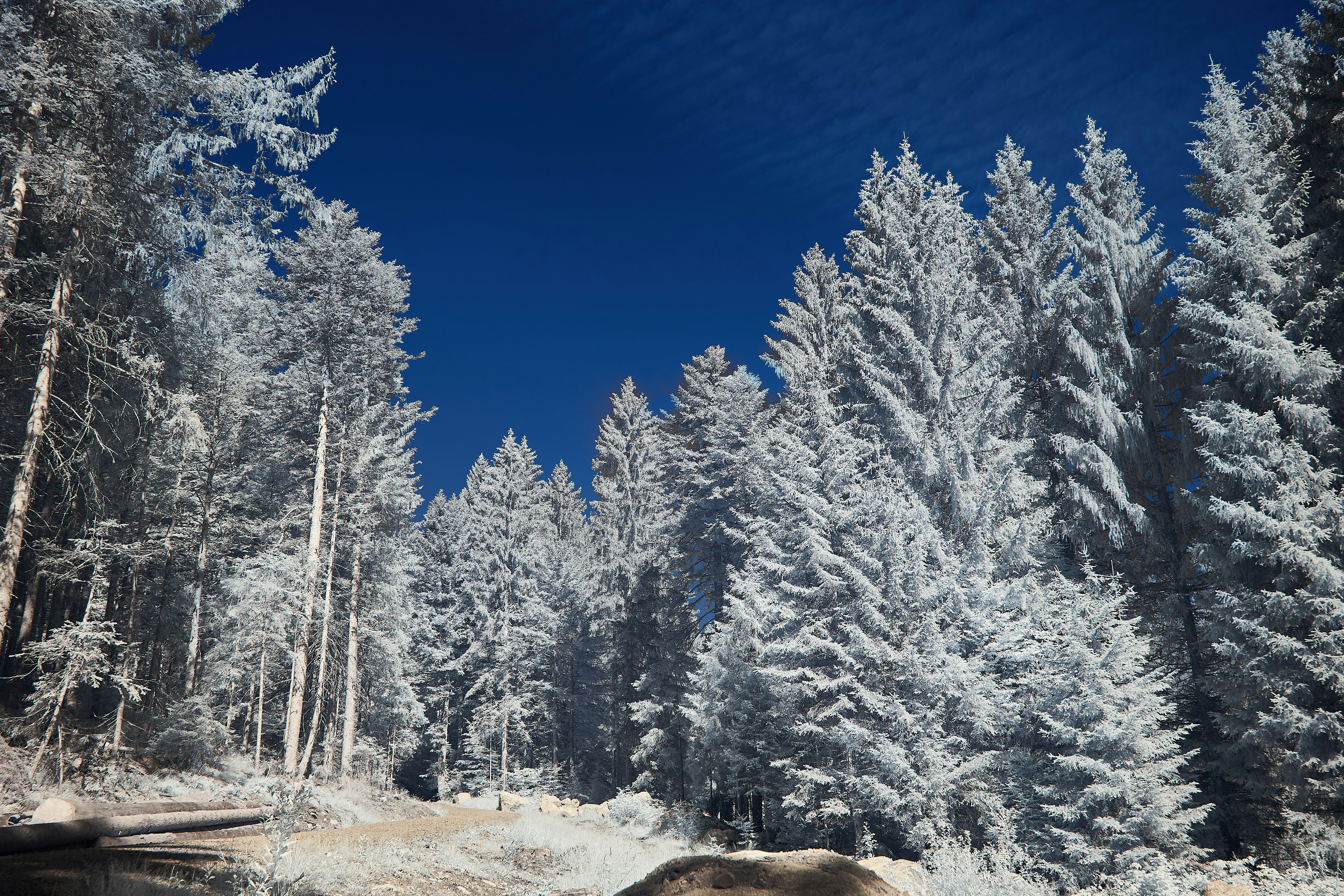 Photo by wolfgang_hasselmann