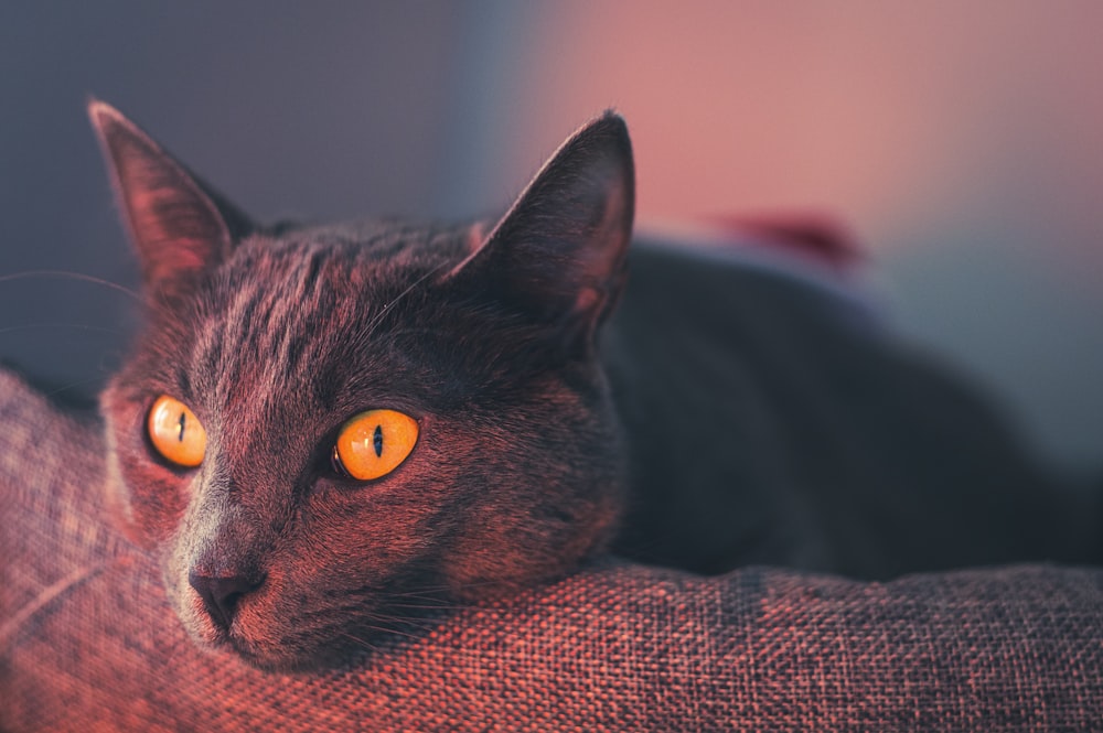 black cat lying on red textile