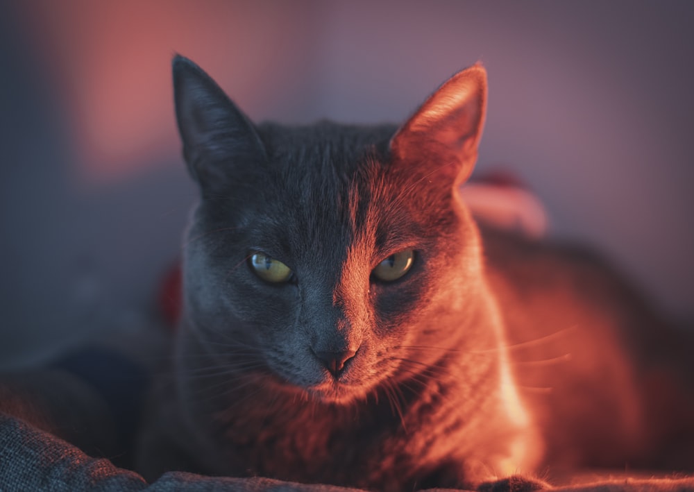 brown tabby cat on brown textile