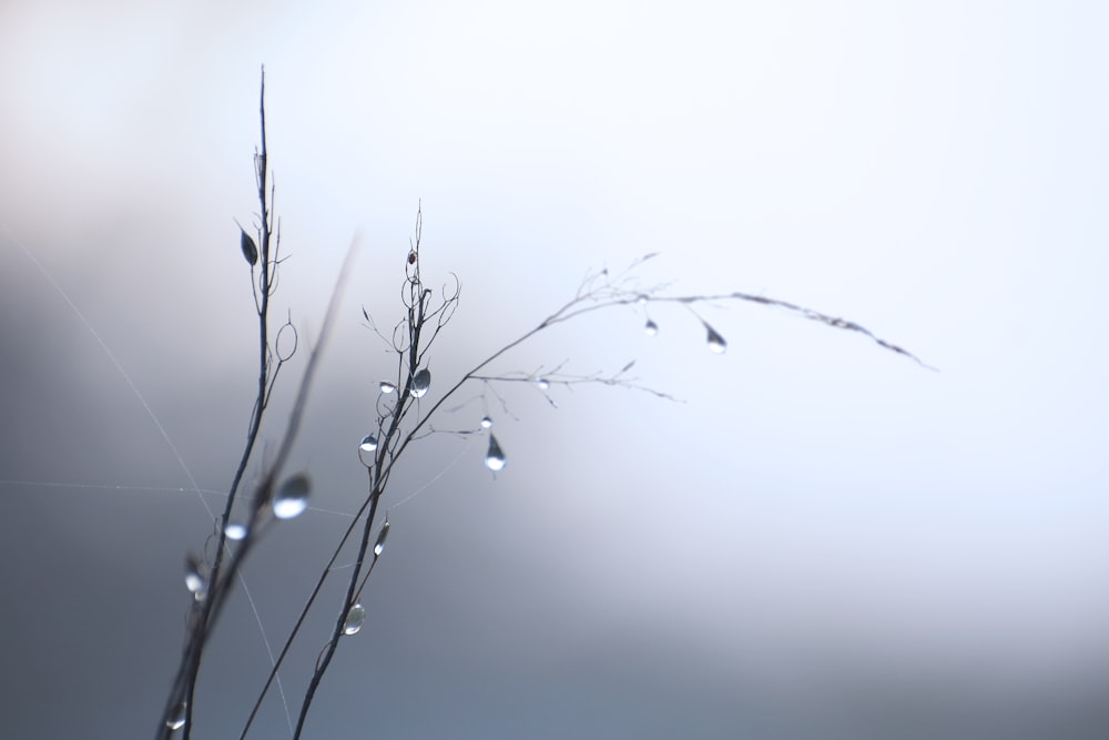 water droplets on plant stem