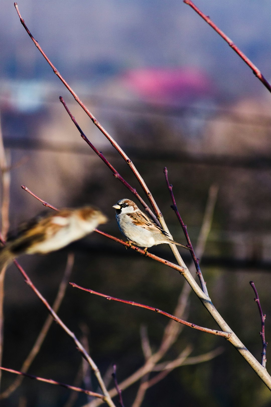 brown and white bird on brown tree branch