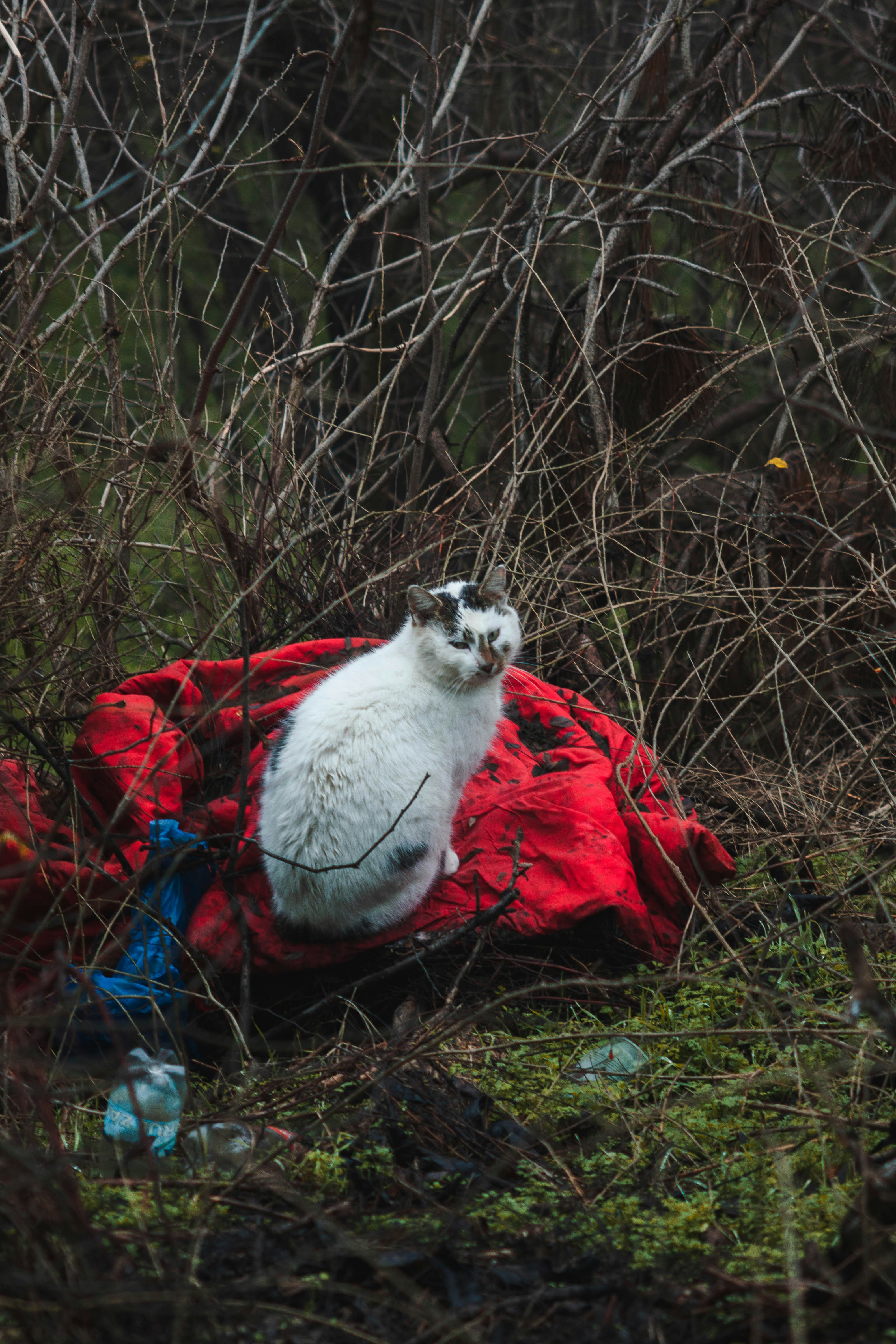 white cat on red textile