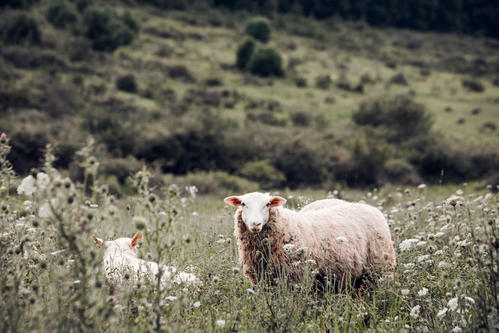 troupeau de moutons sur un champ d’herbe verte pendant la journée