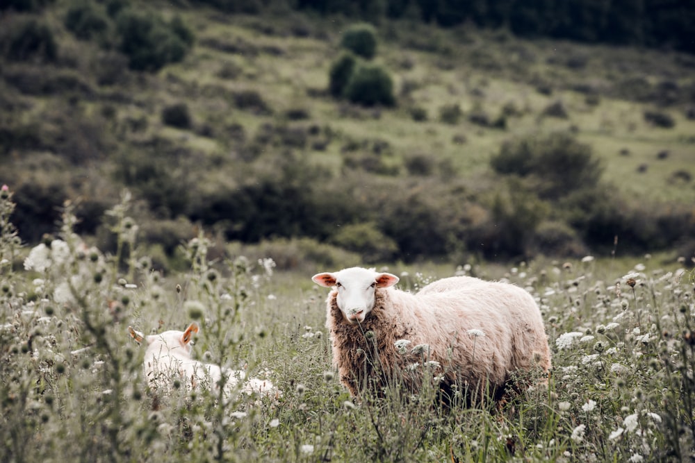昼間の緑の草原の羊の群れ