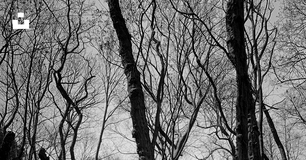 Foto in scala di grigi di alberi spogli foto Berlino Immagine