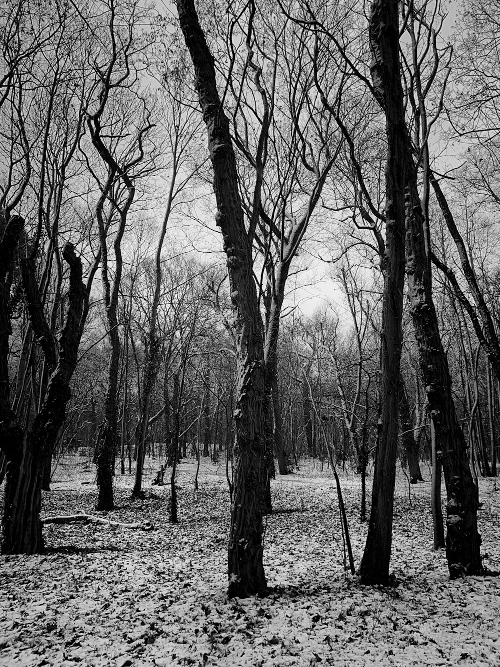 grayscale photo of bare trees