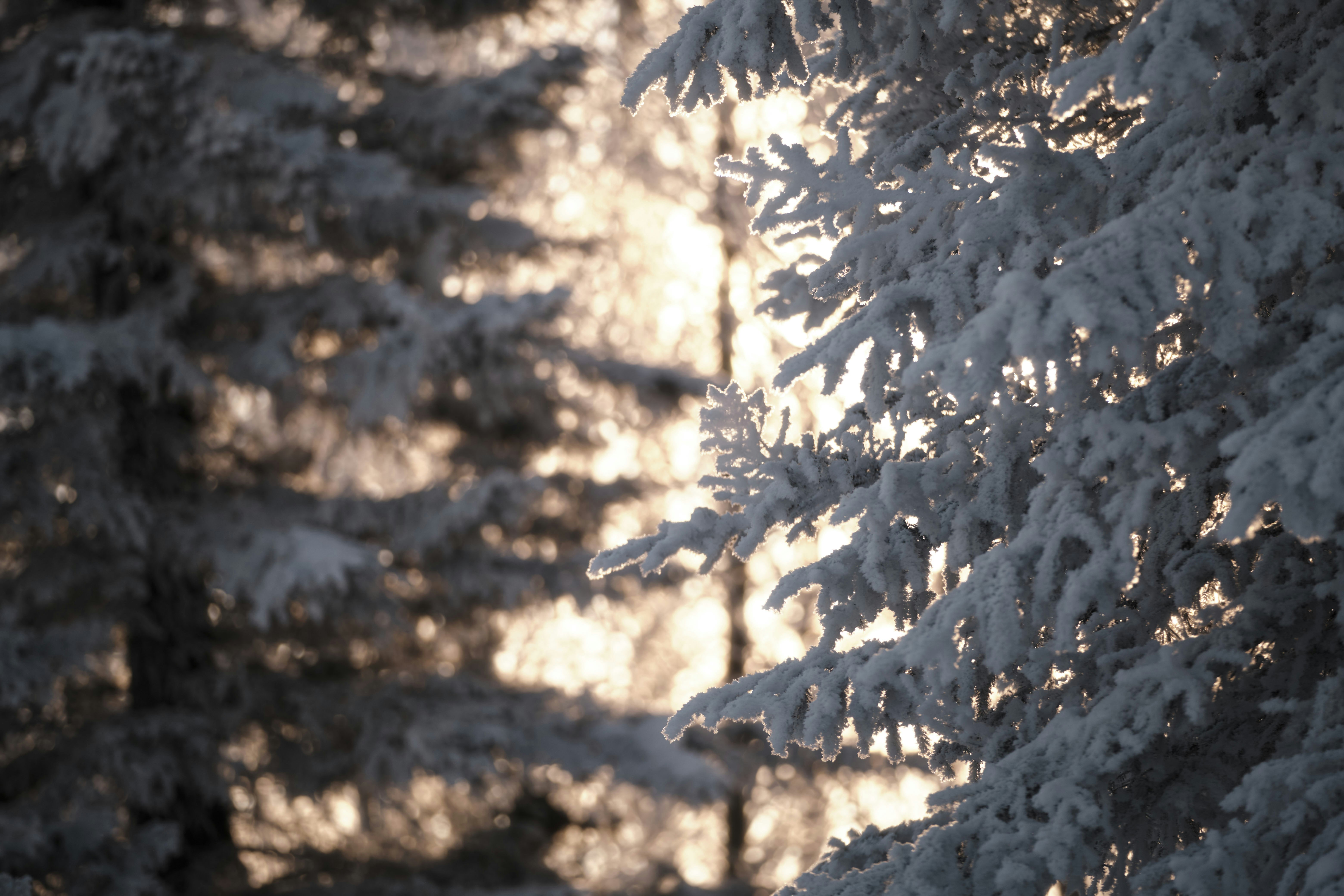 albero coperto di neve bianca durante il giorno