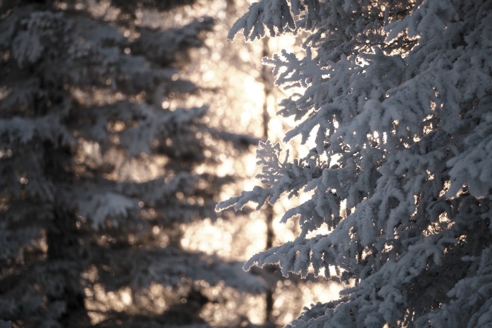 white snow covered tree during daytime