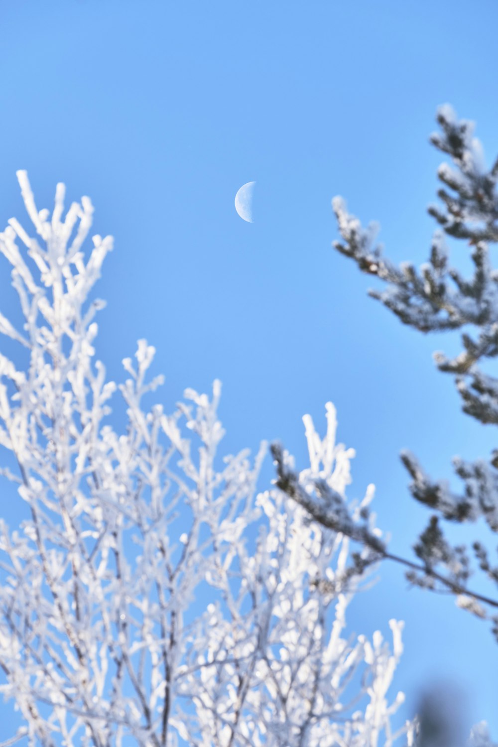 white plant under blue sky during daytime