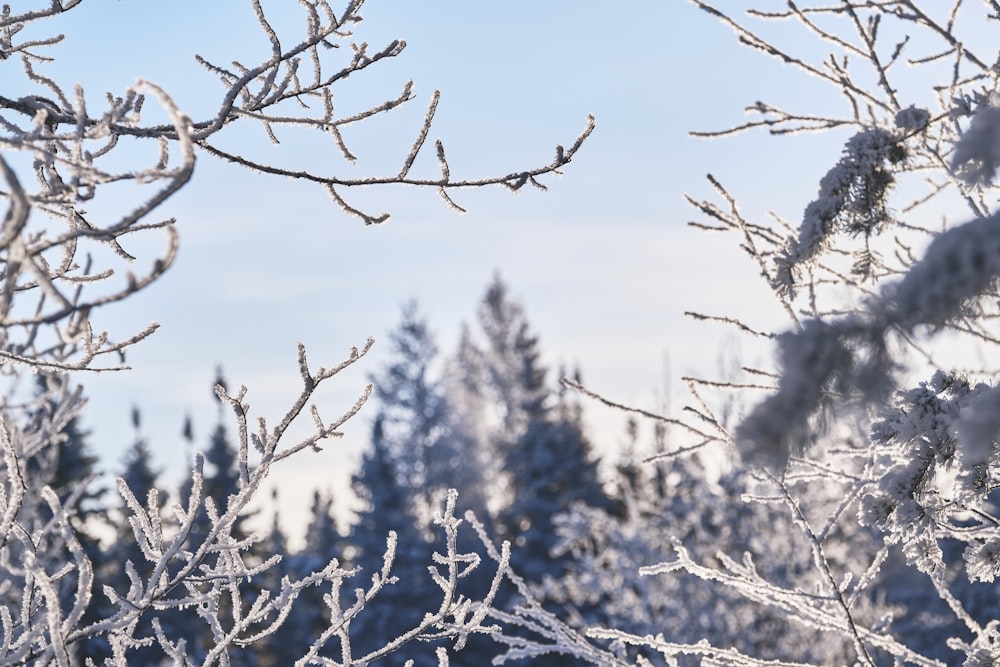 brown tree branch covered with snow during daytime