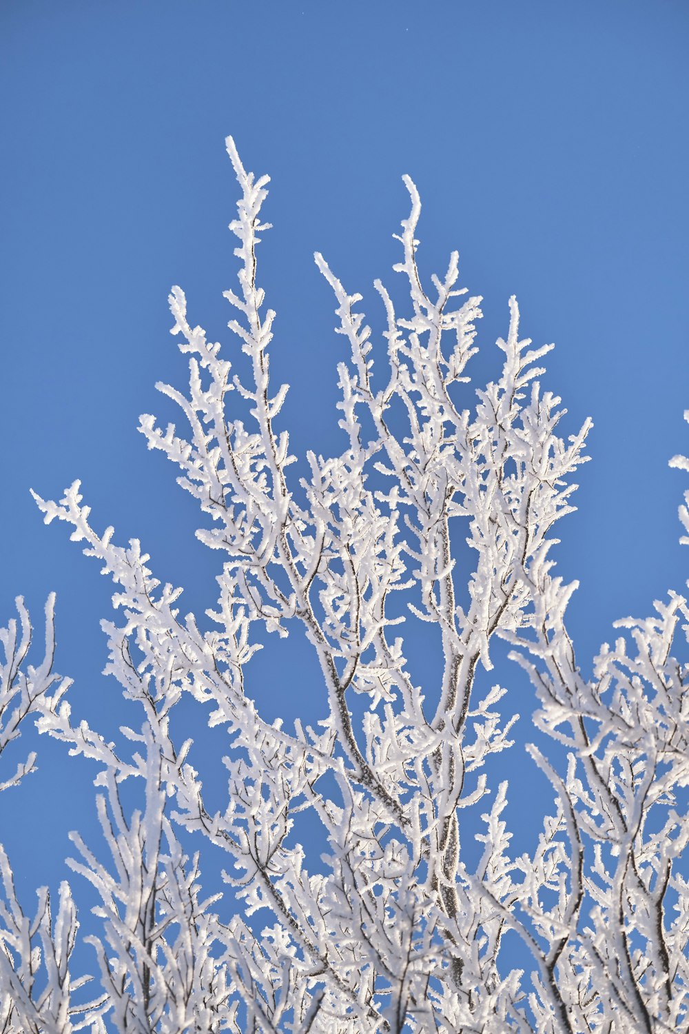 brown tree branch under blue sky during daytime