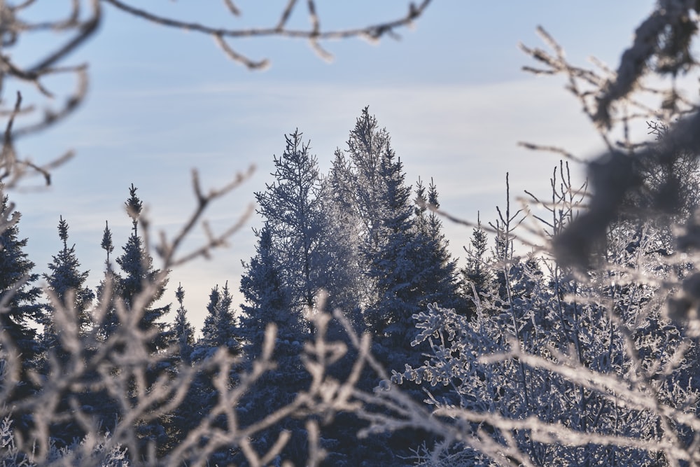 snow covered pine trees during daytime