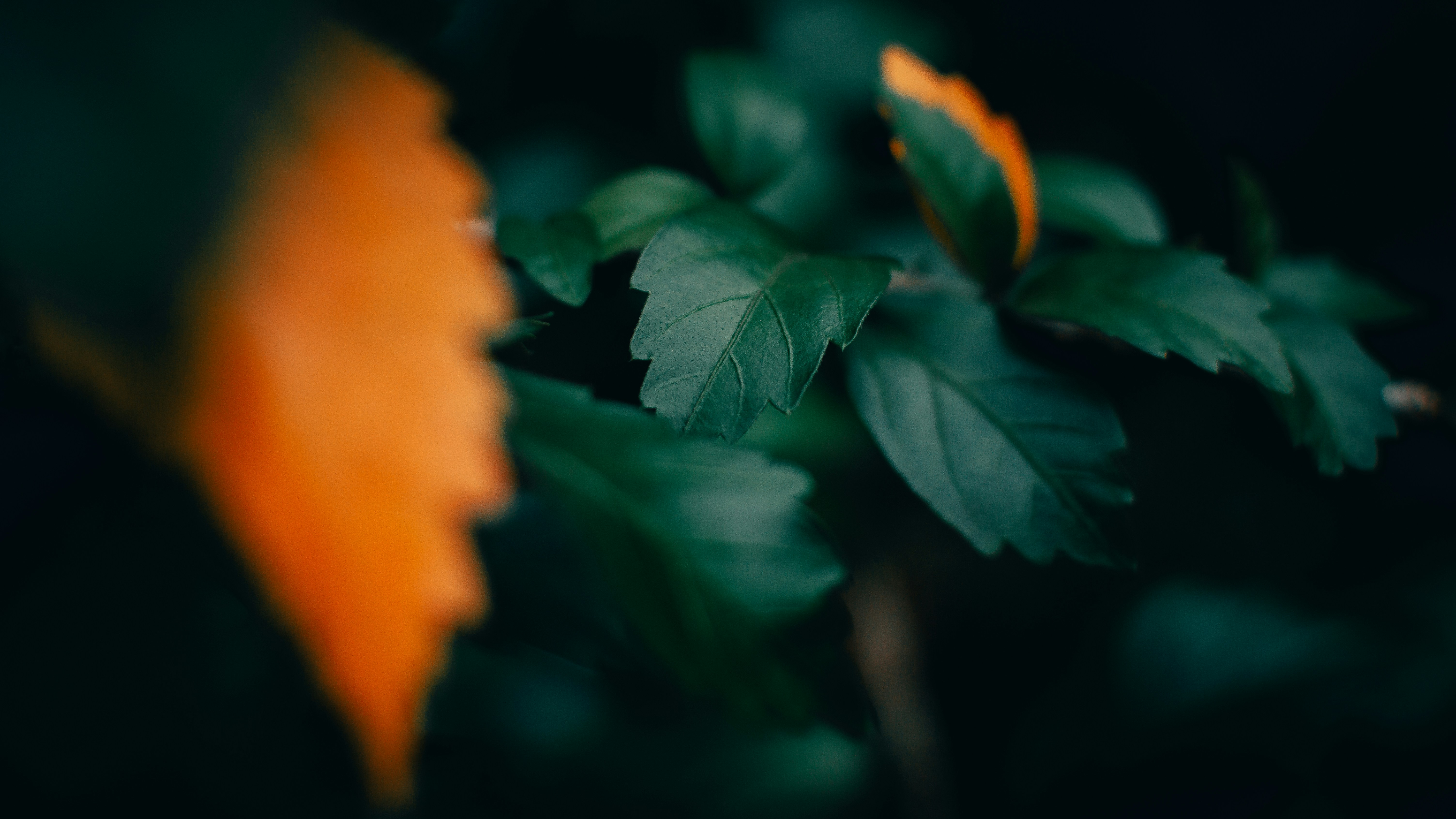 Photo by nishaan_ahmed