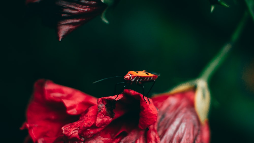 yellow and black butterfly on red flower