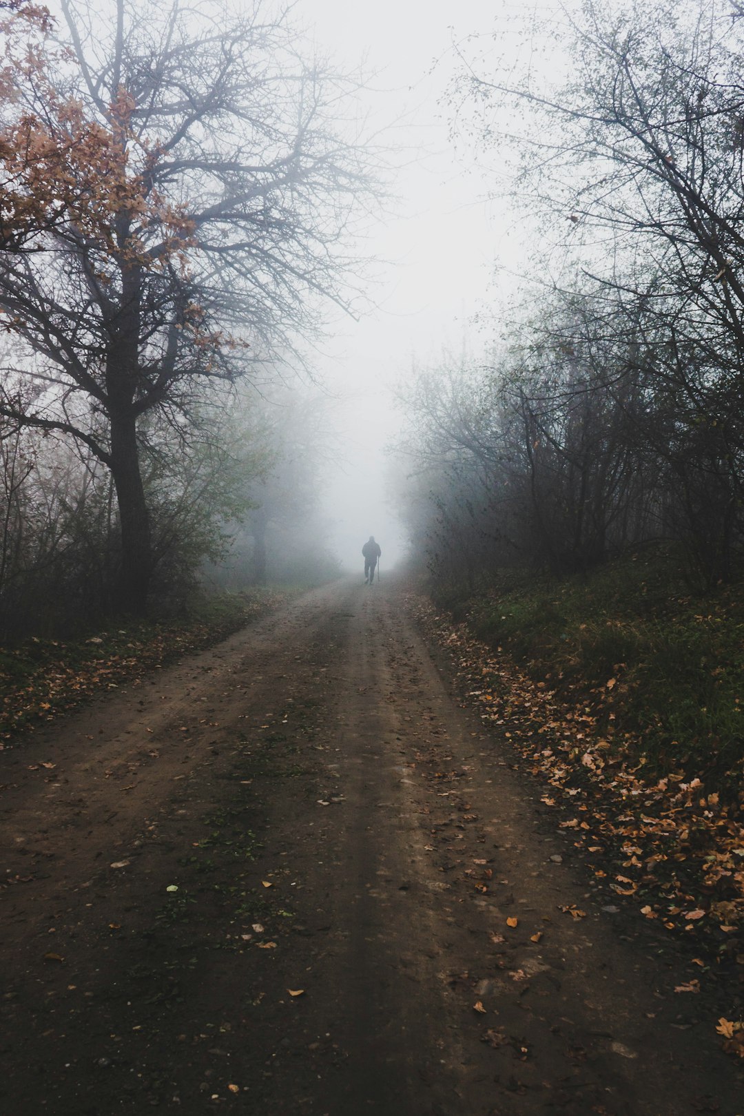 person walking on dirt road between bare trees during foggy time