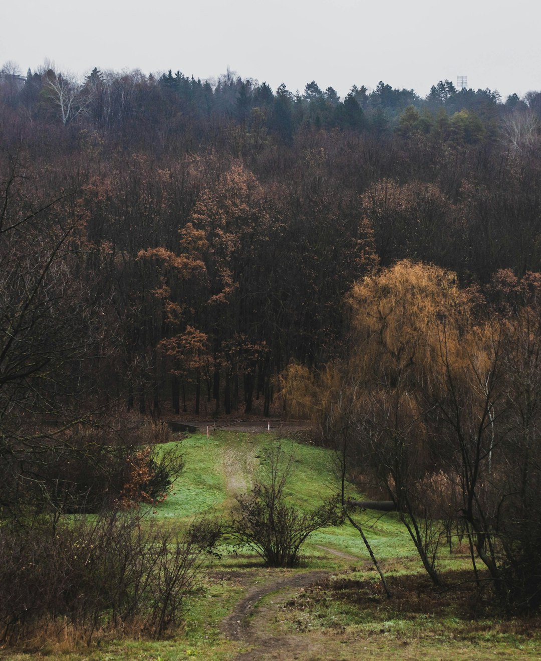 green and brown trees on green grass field during daytime