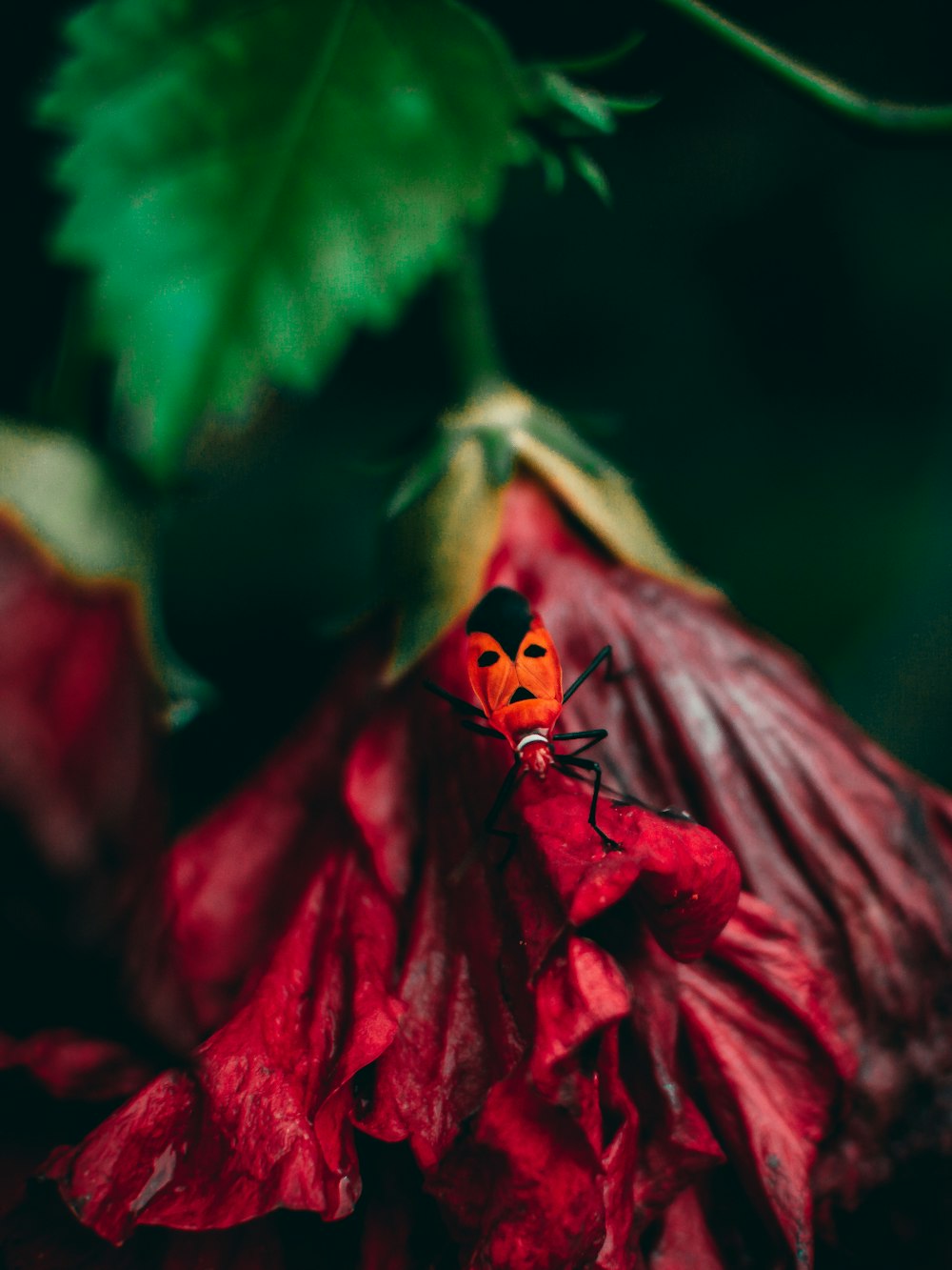 red flower with green leaves