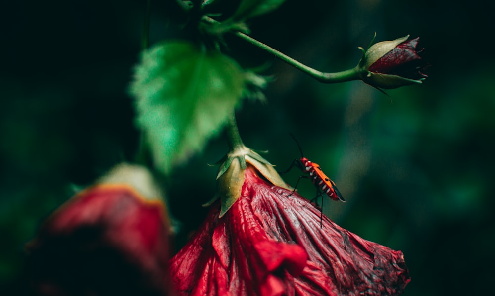 black and red insect on red flower