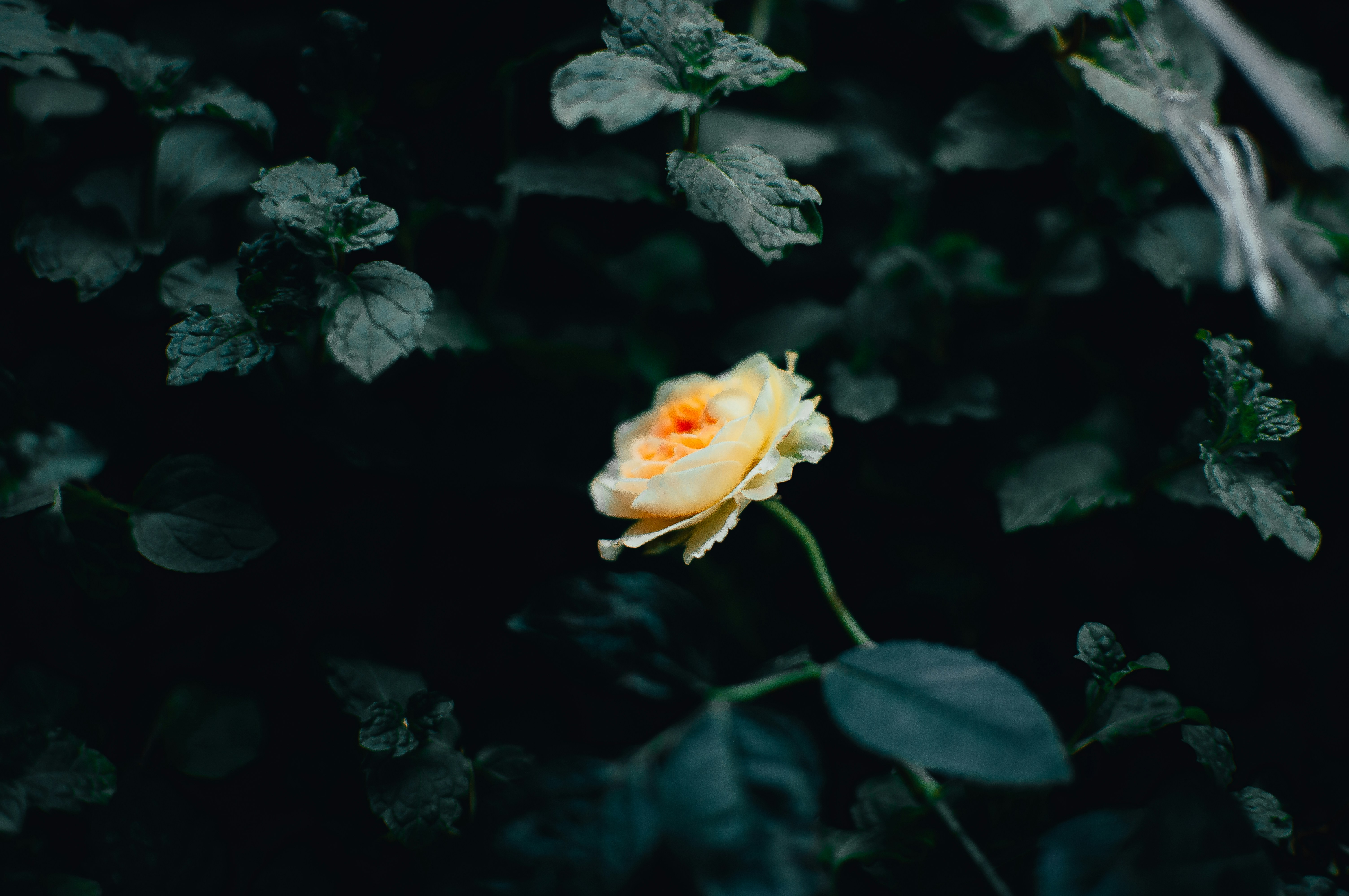 Photo by nishaan_ahmed