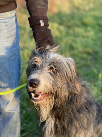 A joyful volunteer gently holding a rescued dog at a spayday event in Columbus.
