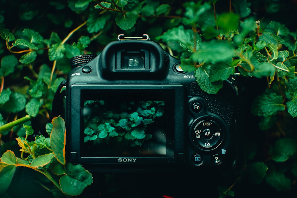 Fotocamera DSLR nera su piante verdi