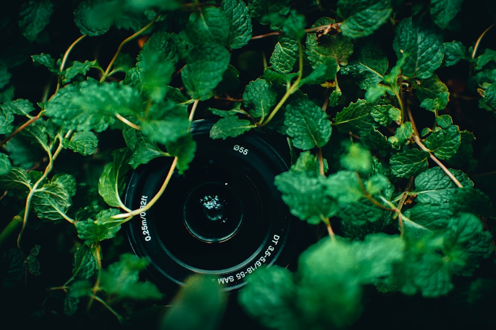 Obiettivo della fotocamera reflex digitale Nikon nero su pianta verde